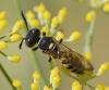 Philanthus triangulum